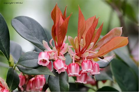 吊鐘花|Enkianthus quinqueflorus